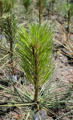 Ponderosa Pine Seedling (CNW Group/Genome British Columbia)