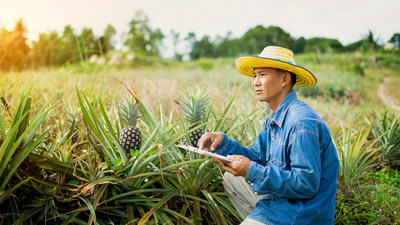 Farmer in Pineapple Field