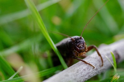 Invertebrates, like this cricket, are critically important to most of the world’s food webs, but human-generated noise may be impacting their health and ability to reproduce.