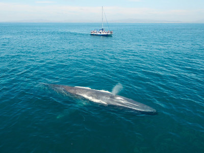 A blue whale is observed at Dana Point, in California. This is the first Whale Heritage Site in North America. Date Created: 18/01/2021. Credit: Dolphin Safari (CNW Group/World Animal Protection)