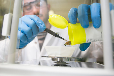 A laboratory technician at MCR Labs weighs cannabis flower for testing.