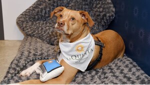 Wyndham Hotels &amp; Resorts Joins with Rover to Make Pet-Friendly Travel Easier for New Pet Parents