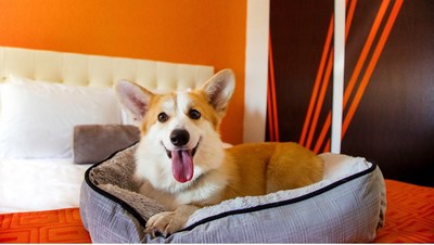 Wyndham has more than 4,500 pet-friendly hotels across the U.S. under well-known brands like La Quinta by Wyndham, Baymont by Wyndham, Super 8 by Wyndham and Howard Johnson by Wyndham, to name just a few.