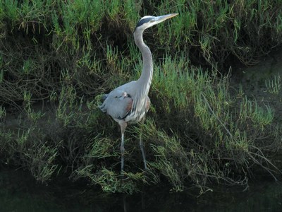 Great Blue Heron photographed at the Ballona Wetlands by Jonathan Coffin.