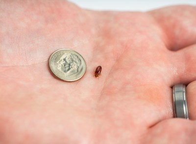 Typically, bed bugs are 3/16 inch long and are red to dark brown in color.