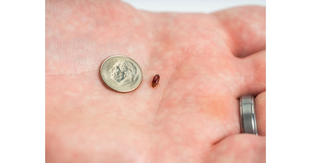 New Year, New Top City on Orkin's 2021 Bed Bug Cities List Chicago