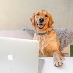 Healthy Spot Offers Virtual Event Series For Pet Parents
