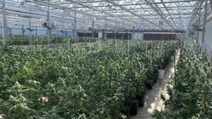 North Star Holdings, Inc. ("North Star") Submits Seven Research License Applications With the DEA for Cannabis Cultivation