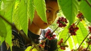 Report: $Billions in Canadian Food Imports May Contain Child Labour
