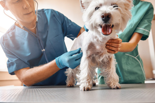 Working with several Diplomates of the American Veterinary Dental College, RevBio is conducting a clinical trial for its innovative bone adhesive biomaterial to fill tooth extraction sockets and improve healing in dogs.