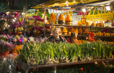 An elderly man looks at plants at the Victoria Park Flower Market, Hong Kong, China, January 25, 2017. Hong Kong is set to be bathed in color and light as the Lunar New Year celebrations 2017 promise to be the territory's biggest and most spectacular ever. Credit: Hong Kong Tourism Board via REUTERS