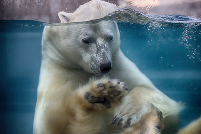La rouverture de l'Aquarium du Qubec le 10 fvrier permettra aux visiteurs de voir pour la premire fois le nouvel habitat de l'ours blanc Eddy, beaucoup plus grand et conu pour favoriser  la fois son bien-tre et l'exprience d'observation. (Groupe CNW/Socit des tablissements de plein air du Qubec)