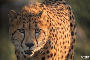 An unprecedented story in Canada: Parc Safari rewilds two cheetahs in their natural habitat in Africa