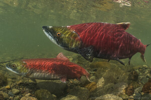 Support for Wild Sockeye Salmon Management