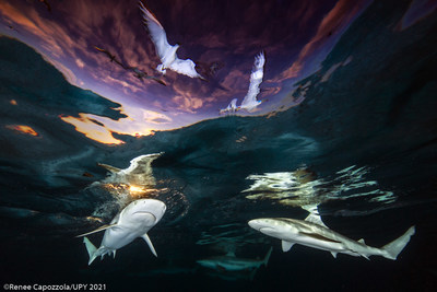 Sharks' Skylight by Renee Capozzola