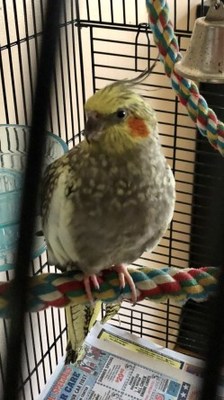 Tequila the cockatiel has fully recovered from her life-threatening misadventure.