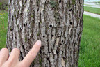 Texas Trees Foundation Supports the City of Dallas' Strategic Action Against an Impending Ash Tree Infestation