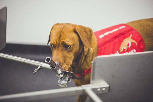 Medical Detection Dog Florin accurately detects prostate cancer from a urine sample. New research validates dogs' ability to detect and distinguish high-grade prostate cancers and points the way toward a more accurate, machine olfaction diagnostic tool. (Photo credit MDD/Neil Pollock)