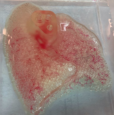 3D printed lung scaffold  © 2020 United Therapeutics Corp.