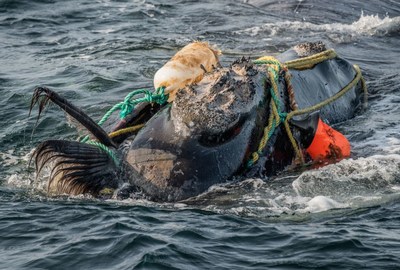 North Atlantic right whale severely entangled in commercial fishing gear  Nick Hawkins