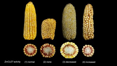 Stem cell growth, required for kernel development, is controlled in corn by a set of genes called CLEs. But how these genes change the corn is complicated. Using CRISPR genome editing, CSHL researchers found they could change kernel yield and ear size by fine-tuning the activity of one of the CLE genes, ZmCLE7. Credit: Jackson lab/CSHL, 2021