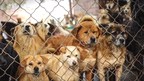 Over 200 Dogs From China Saved From Slaughterhouses, The Meat-Trade, Abuse, and Neglect Will Soon Arrive in the United States on Their Way to Their Forever Homes