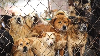 Dogs in China awaiting to be adopted by a forever family here in the United States.