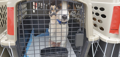 ASPCA® and Wings of Rescue Transport More Than 170 Dogs and Cats from Texas Animal  Shelters Impacted by Severe Winter Storms