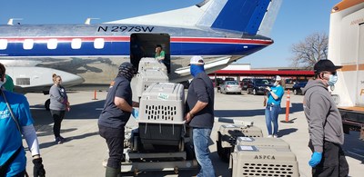 The ASPCA and Wings of Rescue transport more than 170 dogs and cats from Texas animal shelters impacted by severe winter storms.