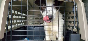 ASPCA® and Wings of Rescue Transport More Than 170 Dogs and Cats from Texas Animal Shelters Impacted by Severe Winter Storms