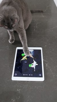 Fish game toy for cats Game for Android - Download