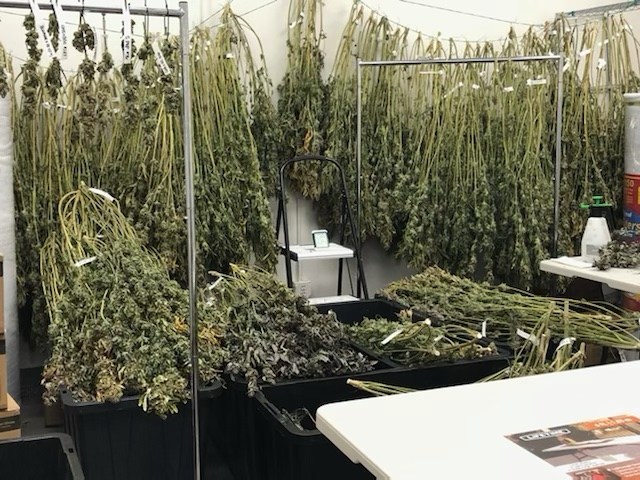 Cannabis plants are harvested at WeedGenics' new 150K sq. ft. cultivation facility in California.