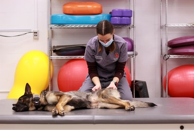 A German shepherd receives extracorporeal shockwave therapy from a veterinarian at The Ohio State University.