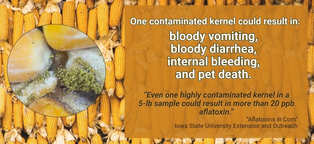 Surge Of Pet Deaths Linked To The Most Common Pet Food Ingredient - Vimarsana News