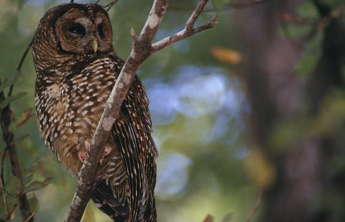 A Northern Spotted Owl perches on a branch (CNW Group/Environment and Climate Change Canada)