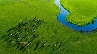 An aerial photo of the Horqin Grassland in Inner Mongolia autonomous region [Photo/China SCIO]