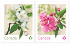Deux timbres illustrent des fleurs de pommetier du Canada