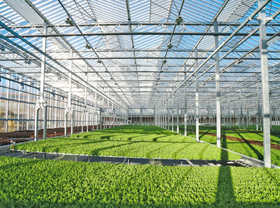 Gotham Greens' new greenhouse is located in Northern California near the University of California-Davis. The first phase of Gotham Greens’ 10-acre facility is expected to open in 2021 and will enable the company to deliver fresh, greenhouse-grown salad greens to retailers, foodservice operators and consumers on the West Coast. The company operates one of the largest, most advanced networks of hydroponic greenhouses in North America, where the demand for indoor-grown produce continues to surge.