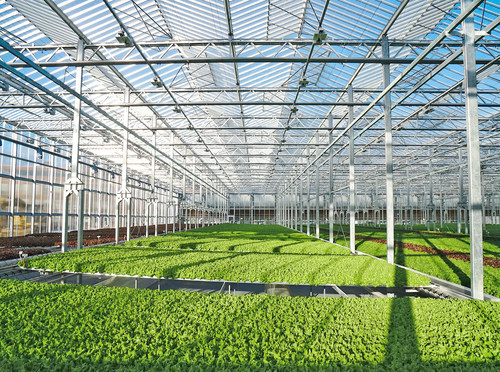 Gotham Greens' new greenhouse is located in Northern California near the University of California-Davis. The first phase of Gotham Greens’ 10-acre facility is expected to open in 2021 and will enable the company to deliver fresh, greenhouse-grown salad greens to retailers, foodservice operators and consumers on the West Coast. The company operates one of the largest, most advanced networks of hydroponic greenhouses in North America, where the demand for indoor-grown produce continues to surge.
