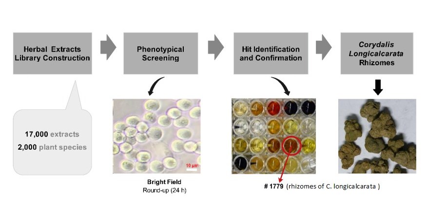 Anticancer Biosciences is developing a new antimitotic cancer therapeutics using natural products Anticancer Biosciences is developing a new antimitotic cancer therapeutics using natural products