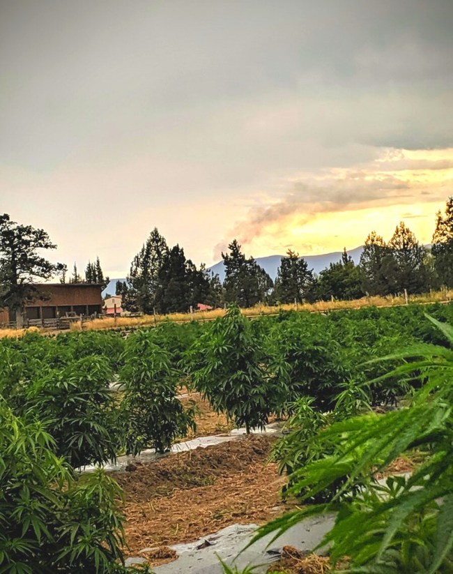 One Oregon fertilizer company aims to help hemp farmers increase production, from the ground up.
