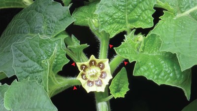 In tomatoes, a developmental gene called WOX9 produces flowers. However, this gene’s role was unknown in groundcherries, a close relative to the tomato plant, with sweet and sour fruit. Using the genome-editing tool CRISPR to change when, where, or how much WOX9 is made, flowering can also be increased in the groundcherry, as pictured here. The red arrows point to extra flower branches when compared to the original plant. Image: Hendelman/Lippman lab, 2021