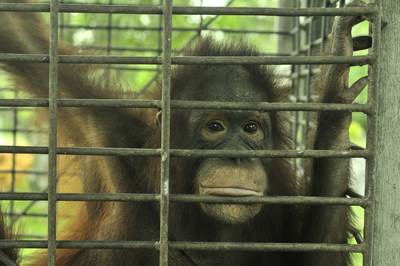 Orangutans displaced through deforestation are vulnerable to the illegal pet trade. (Photo Source: Centre for Orangutan Protection / The Orangutan Project)