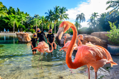 Flamingo Mingo at Discovery Cove