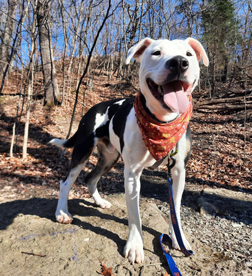 PEDIGREE Foundation announced the opening of its 2021 grant cycle, which provides funds to U.S. shelters and rescues working to help dogs, like Petey, find loving homes.