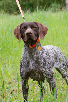 Lady, a 6-year-old German Shorthaired Pointer, was poisoned by a mystery toxin while playing at home.