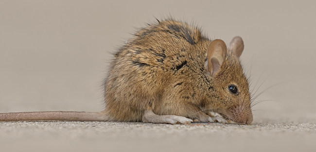 5 Ways To Tell If Mice Are Living In Your Car