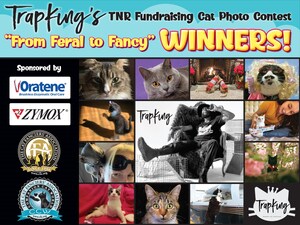 TrapKing's 'From Feral to Fancy' CFA Cat Photo Contest Reaches its Successful Conclusion