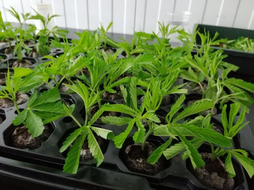 Khiron has successfully exported its registered cannabis strains, in the form of live clones, from Colombia to Europe (CNW Group/Khiron Life Sciences Corp.)