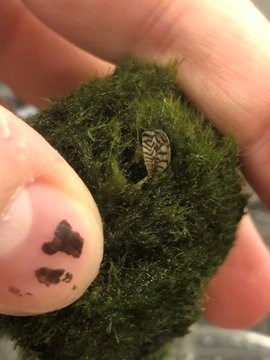 Invasive Mussels found in Moss Ball products in Canada